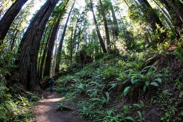 徒步旅行跟踪采用红杉国家的公园,北方的美国加州