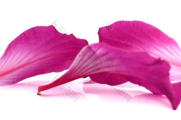 紫色的羊蹄甲属植物.兰花,雌蕊.