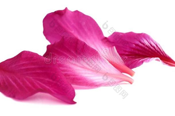 紫色的羊蹄甲属植物.兰花,雌蕊.