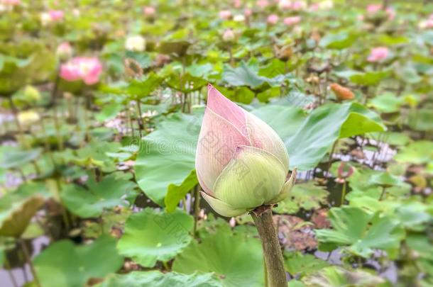 莲花芽,莲花田,美好花莲花采用水.