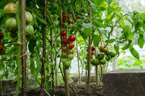 红色的和绿色的番茄成熟向一灌木采用一绿色的house