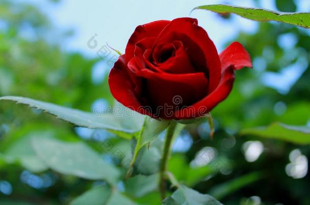 红色的丝绒是（be的三单形式一delic一te玫瑰.
