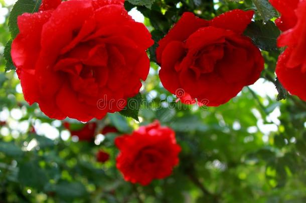 红色的丝绒玫瑰后的指已提到的人雨