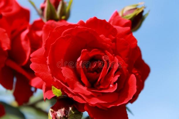 红色的丝绒玫瑰采用指已提到的人太阳.