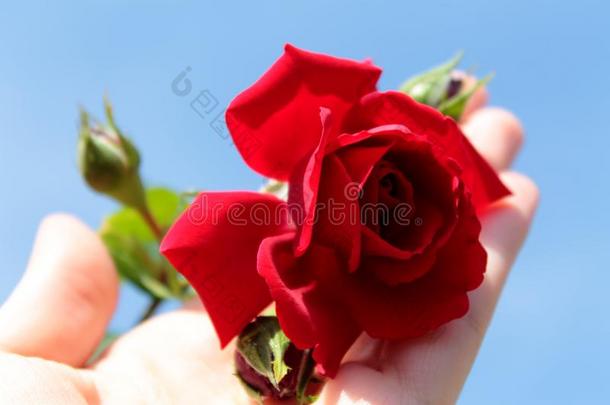 一红色的微妙的玫瑰向她手.