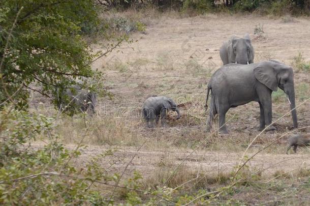 象家庭赞比亚游猎非洲自然野生的鸟兽等
