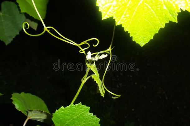 夜照片为利夫