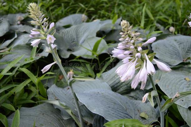 玉簪属植物锡博尔迪亚纳-很大大地喘气和微妙的花