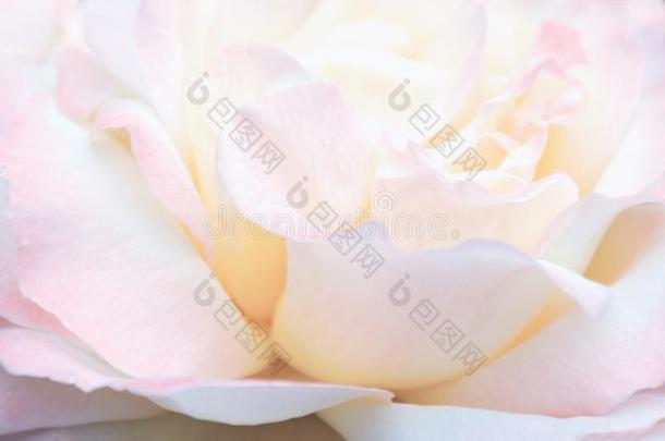 变模糊影像-粉红色的玫瑰花,花的背景