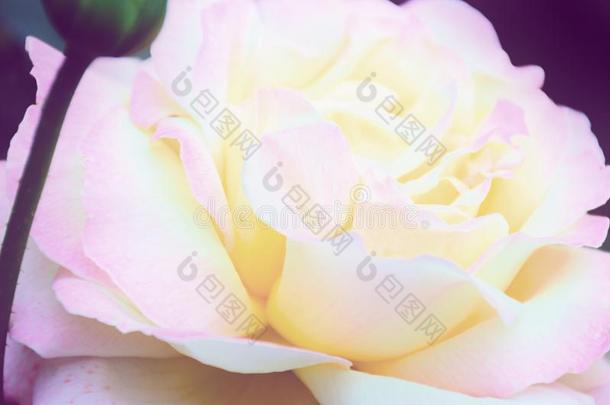 变模糊影像-粉红色的玫瑰花,温和的花瓣关在上面.