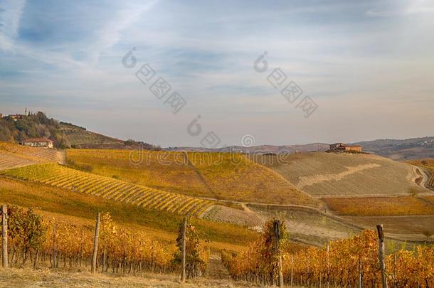 小山关于葡萄园采用秋采用山麓地带皮埃蒙特区,意大利.