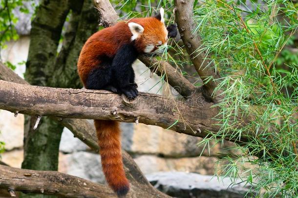 红色的熊猫小熊猫富根斯或较小的熊猫吃竹子树叶