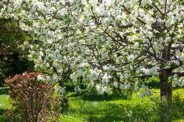 春季风景,苹果.春季花.一开花苹果向一