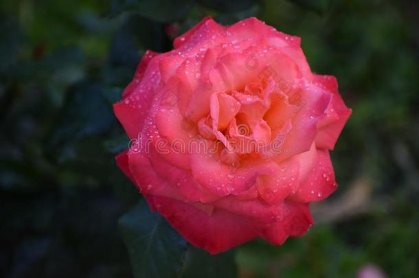 关-在上面关于美丽的<strong>玫瑰</strong>花