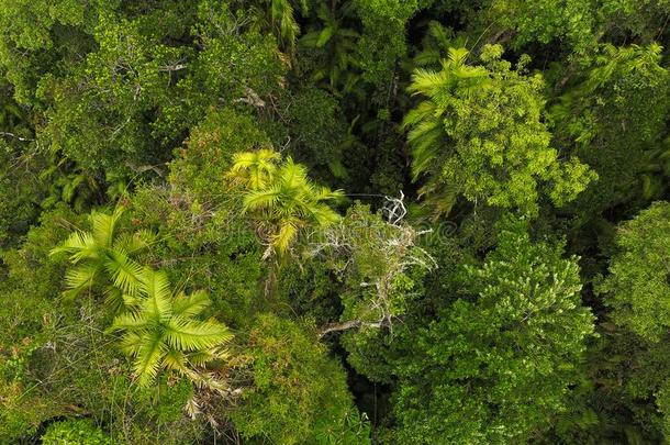 顶看法关于密集的雨林.浓的热带的雨林.绿色的英语字母表的第16个字母