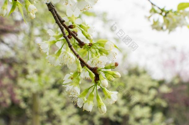 野生的喜玛拉雅的樱桃是（be的三单形式美丽的白色的和罕见的.