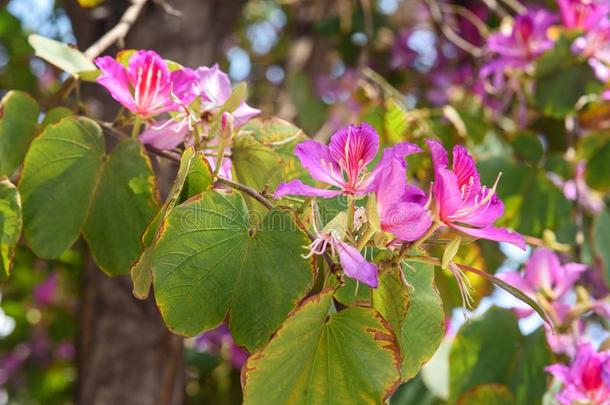 粉红色的花<strong>羊蹄</strong>甲属植物.兰花树