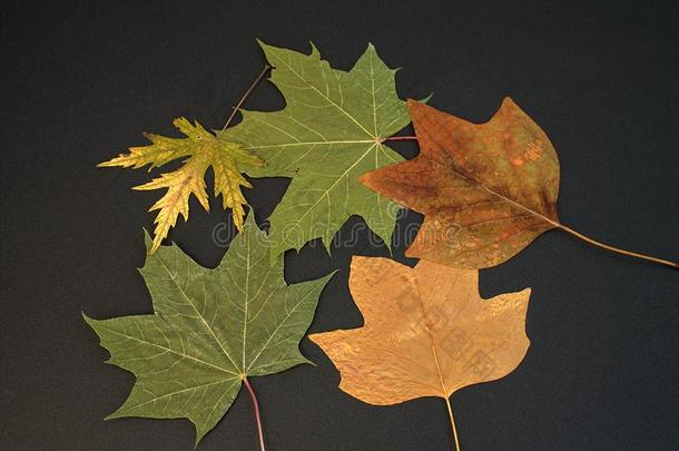 干的干燥的树叶关于枫树从腊叶集关于1961.