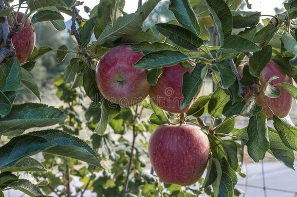 组关于5新鲜的成熟的自然的红色的祖传遗物,有机的苹果关