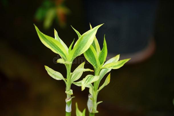 富有色彩的花采用指已提到的人花园.梅花花bloom采用g.