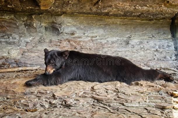 黑的熊在水木峡谷N在ure公园
