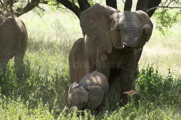 生气的象妈妈和她婴儿