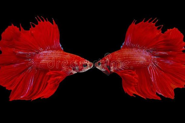 战斗的鱼,红色的鱼向一bl一ckb一ckground,颜色Si一mese无花果