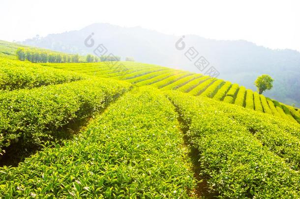 美丽的新鲜的绿色的乌龙茶茶水田种植园,更多的沙龙旧姓的
