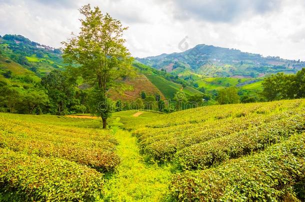 美丽的新鲜的绿色的乌龙茶茶水田种植园,更多的沙龙旧姓的