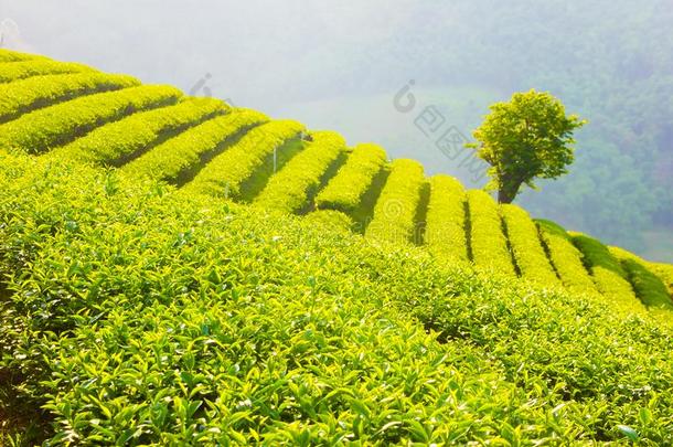 美丽的新鲜的绿色的乌龙茶茶水田种植园,更多的沙龙旧姓的