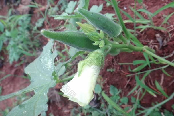 黄色的花和荚关于黄<strong>秋葵</strong>植物