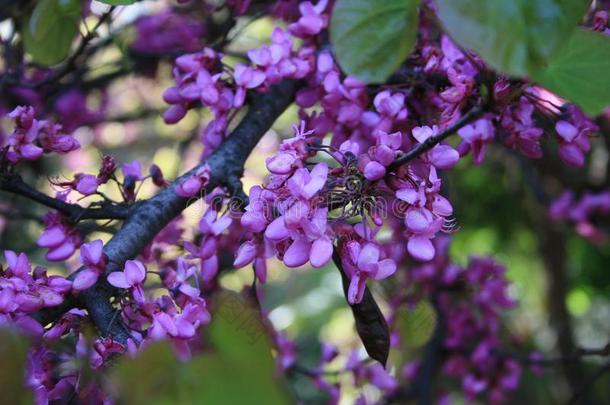 开花<strong>颈椎病</strong>树:树和紫色的花