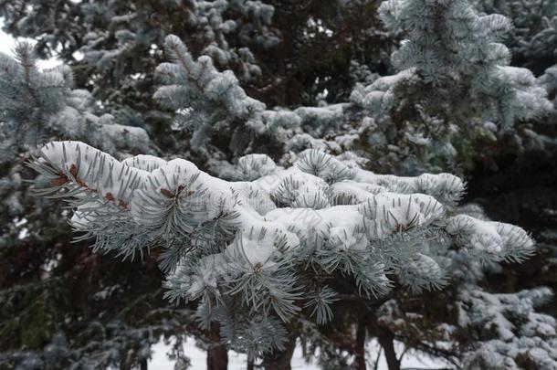 遮盖关于雪向<strong>蓝</strong>色-绿色的树枝关于云杉属刺鼻