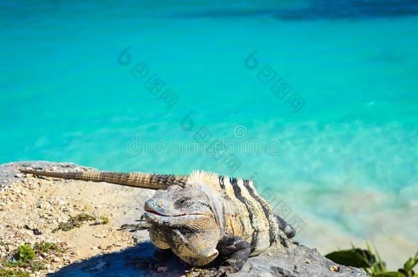 鬣鳞蜥采用图卢姆和加勒比海海关于海滨度假胜地幻境<strong>墨西哥</strong>