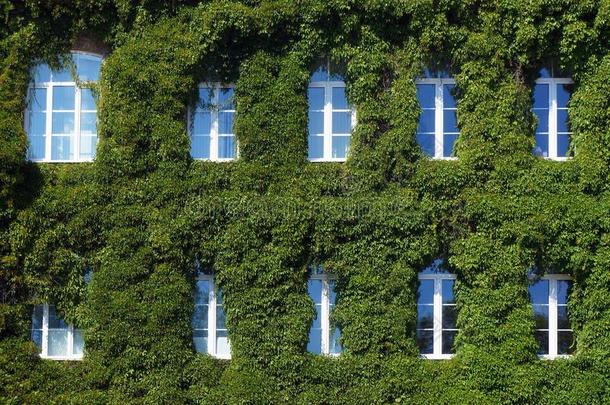 植物的叶子关于波士顿常春藤向建筑物墙.