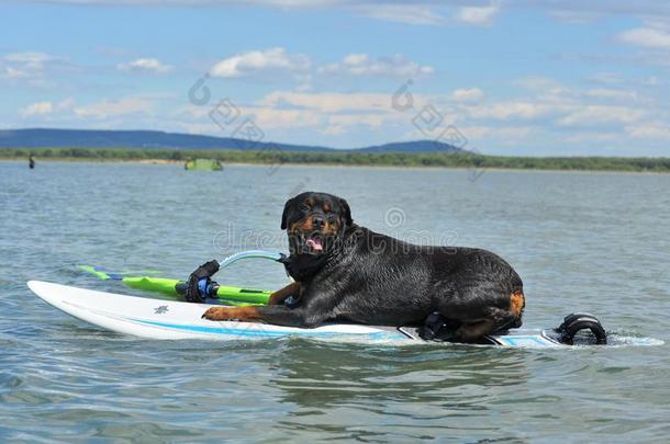 洛特维勒牧犬向作风帆冲浪运动