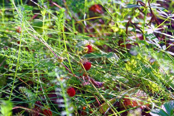 成熟的红色的野生的草莓浆果.草莓种植园.