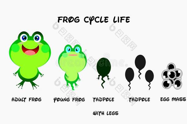 青蛙生活循环,漫画方式,动物生活矢量.