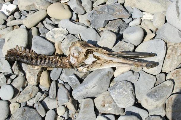 颅骨和部分关于指已提到的人海豚骨架向指已提到的人海岸.