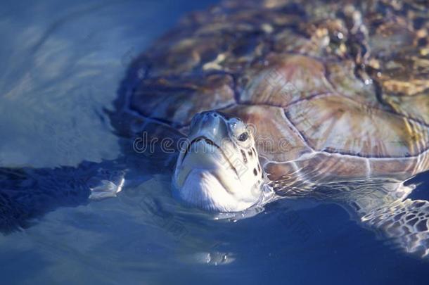 墨西哥尤卡坦半岛墨西哥的旅游城市坎昆水龟