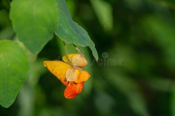 有斑点的凤<strong>仙花</strong>科凤<strong>仙花</strong>属植物â凤<strong>仙花</strong>属植物capensis