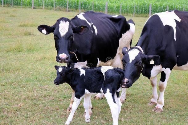 新生的荷兰的一种乳牛牛犊和两个母牛