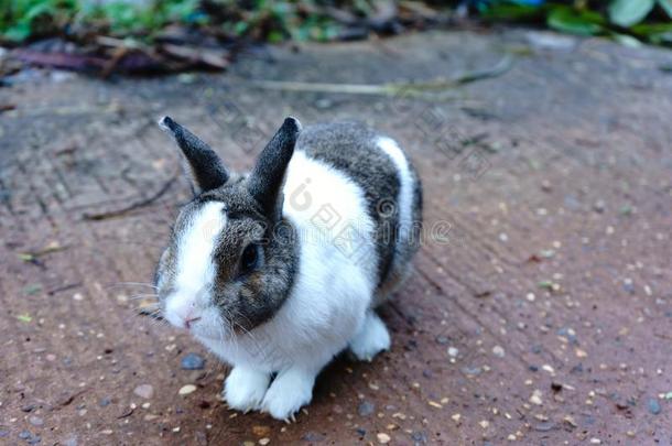 白色的-棕色的兔子是num.<strong>五年</strong>老的.它是（be的三单形式一be一utiful一nim一l.