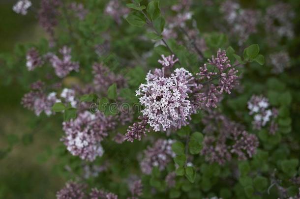 丁香花属花关于紫丁香属的植物<strong>小叶</strong>藻灌木