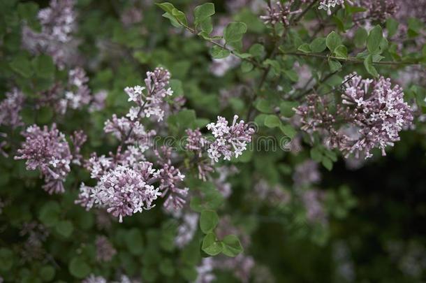 丁香花属花关于紫丁香属的植物<strong>小叶</strong>藻灌木