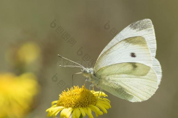 一白色的蝴蝶南安普敦普通的