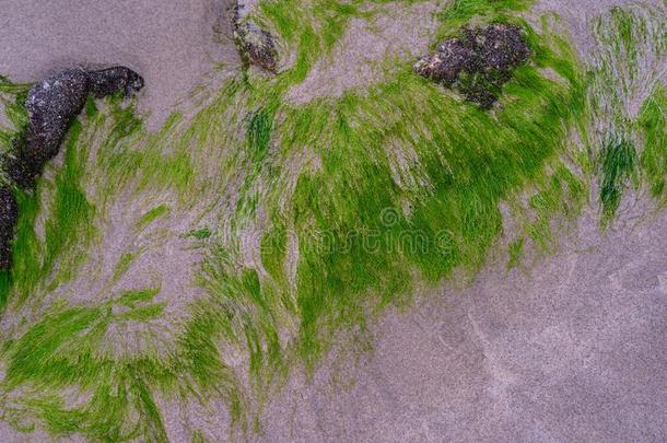 抽象的海草