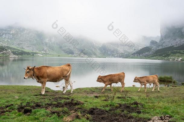奶牛和她年幼的放牧采用阿斯图里亚斯的风景