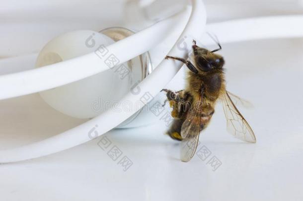 <strong>扫描</strong>蜜蜂攀登的向白色的earph向es
