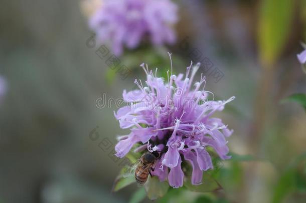 紫色的蜜蜂香油访问在旁边一蜂蜜蜜蜂g一theringnect一r